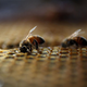Image for article titled Thousands of Honeybees Stared Down Spain’s Cumbre Vieja Volcano. They Won